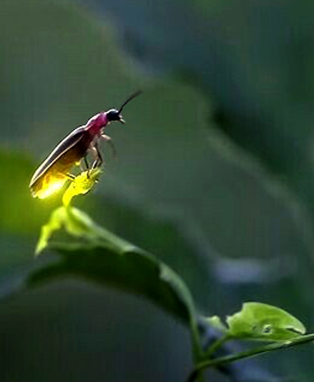 Lightning-Bug